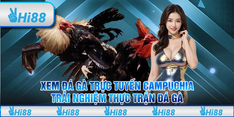 Xem Đá Gà Trực Tuyến Campuchia: Trải Nghiệm Thực Trận Đá Gà