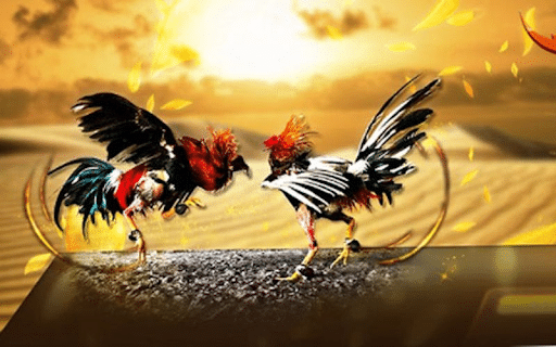 Xem Đá Gà Trực Tuyến Campuchia