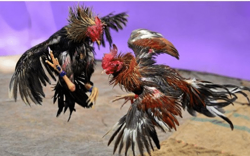 Đá Gà Trực Tuyến Casino