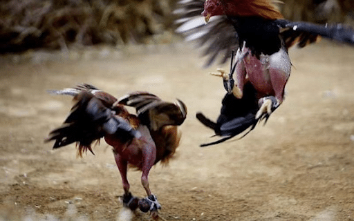 Kèo Đá Gà Trực Tuyến