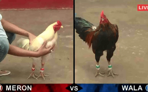 Kèo Đá Gà Trực Tuyến