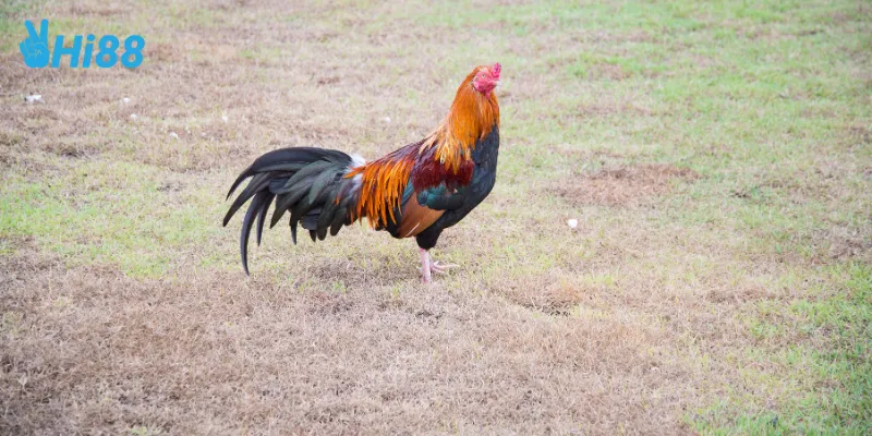 Bí quyết thắng với màu mạng gà đá