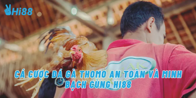 Cá cược đá gà Thomo an toàn và minh bạch cùng Hi88