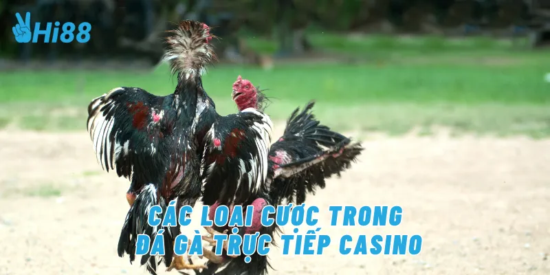 Các loại cược trong đá gà trực tiếp casino