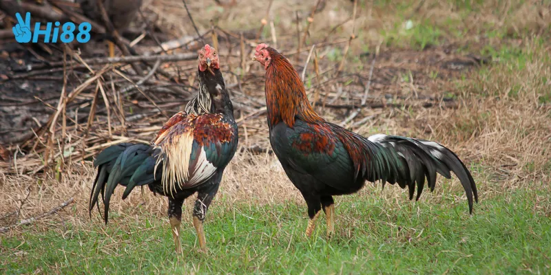 Các loại màu mạng gà đá