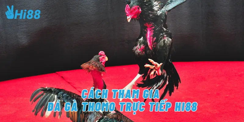 Cách tham gia đá gà Thomo trực tiếp Hi88