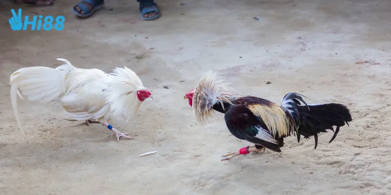 Cách tham gia đá gà trực tuyến