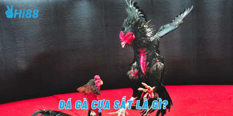 Đá gà cựa sắt là gì?