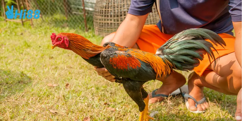 Hi88 luôn cập nhật thông tin chi tiết về màu mạng gà đá