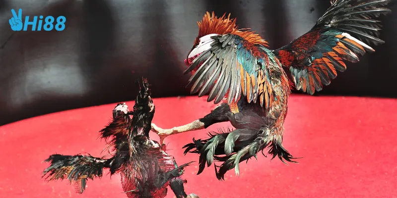 Hi88 và các trận đấu đá gà trực tuyến đỉnh cao