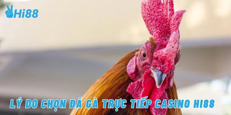 Lý do chọn đá gà trực tiếp casino Hi88