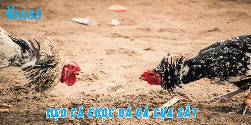 Mẹo cá cược đá gà cựa sắt