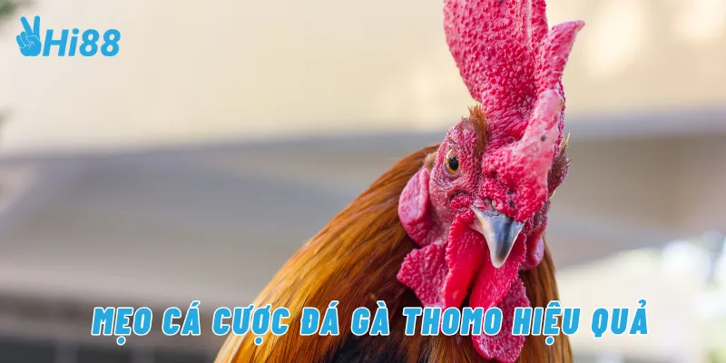 Mẹo cá cược đá gà Thomo hiệu quả