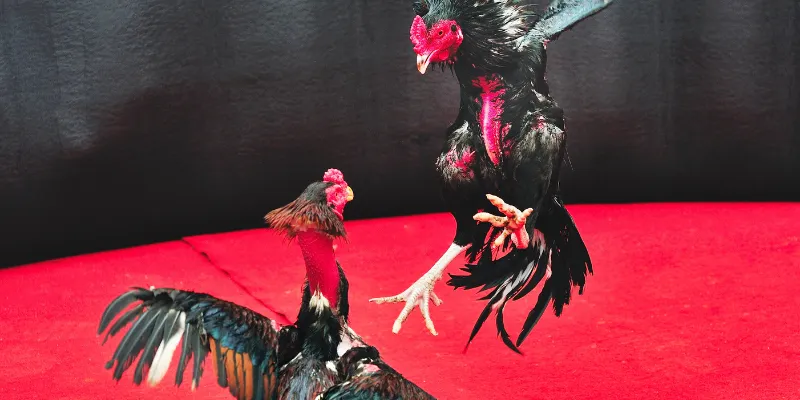 Mẹo chiến thắng khi chơi đá gà trực tuyến