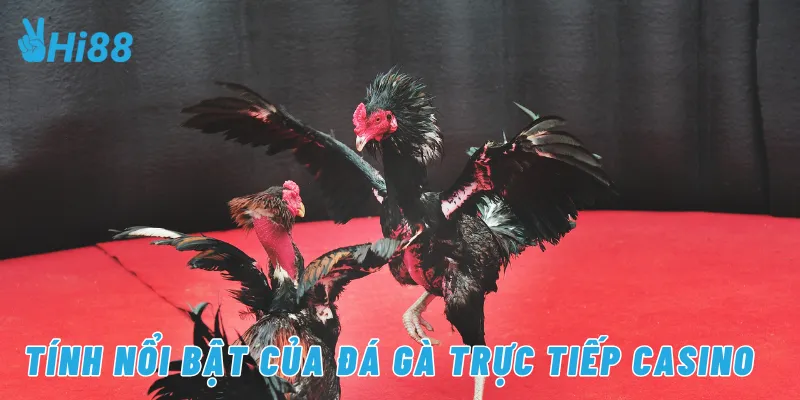 Tính nổi bật của đá gà trực tiếp casino