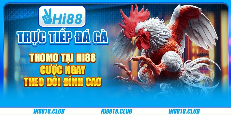 Trực tiếp đá gà Thomo tại Hi88 - Cược ngay, theo dõi đỉnh cao