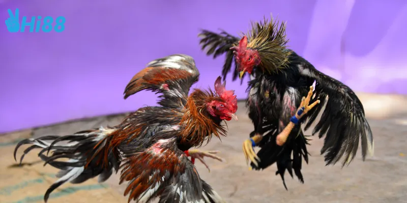 Các mẹo cược đá gà thần tốc online