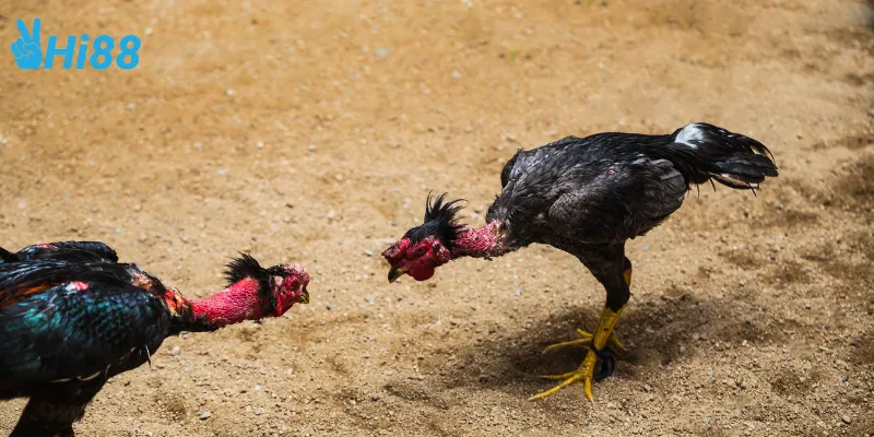 Cách tham gia cá cược trực tiếp đá gà thomo