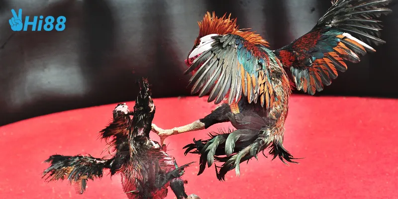 Cách tham gia đá gà siêu hạng