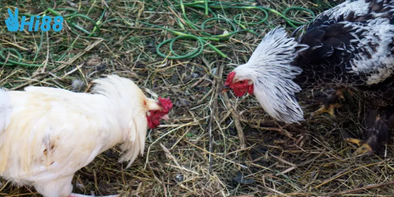 Cách tham gia đá gà thần tốc online