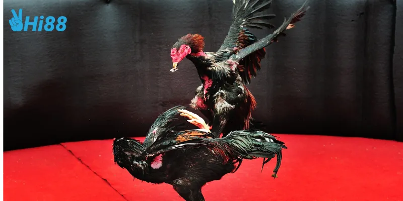 Cách xem đá gà philippines trên Hi88