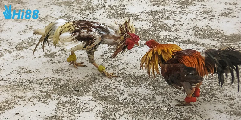 Chiến thuật cược trực tiếp đá gà thomo