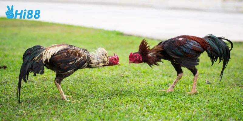 Đá gà philippines môn thể thao phổ biến toàn cầu