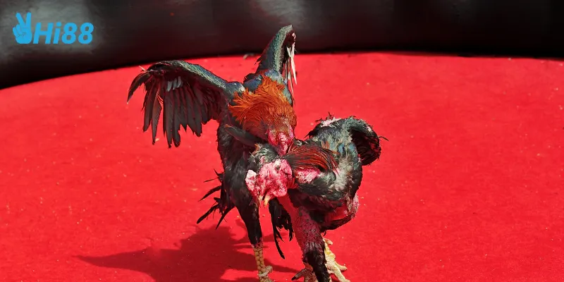 Đá gà siêu hạng kịch tính trong từng trận đấu