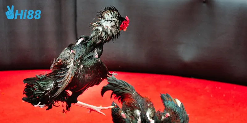 Đặc điểm nổi bật của đá gà philippines 