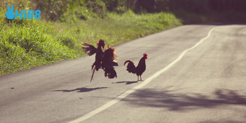 Điểm nổi bật của các chiến kê đá gà mạnh