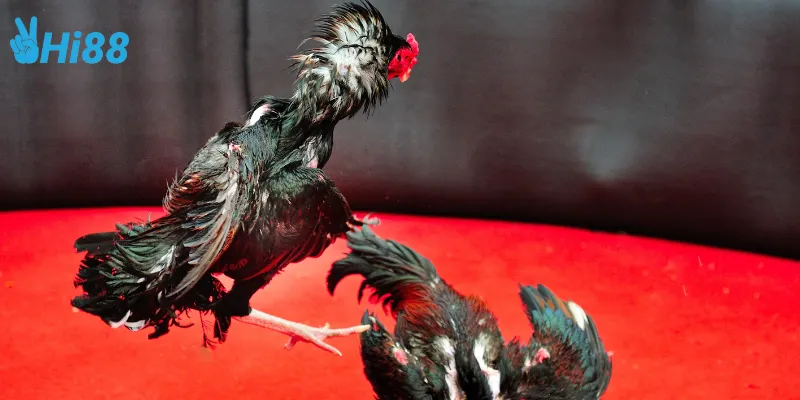 Giới thiệu về trực tiếp đá gà thomo