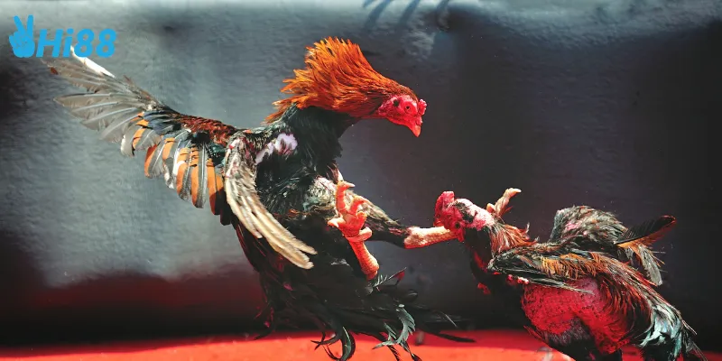 Tính năng đặt biệt của đá gà thần tốc online