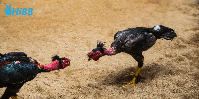 Ưu đãi hấp dẫn khi tham gia đá gà siêu hạng