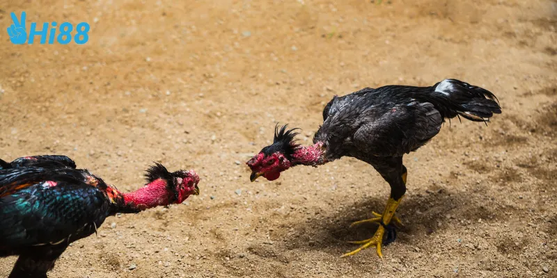 Đặc điểm riêng của gà nòi thách đấu