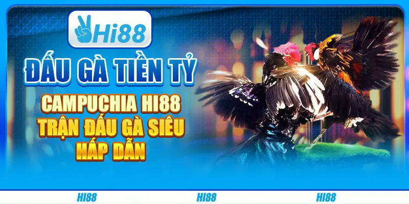 Đấu Gà Tiền Tỷ Campuchia Hi88 - Trận Đấu Gà Siêu Hấp Dẫn