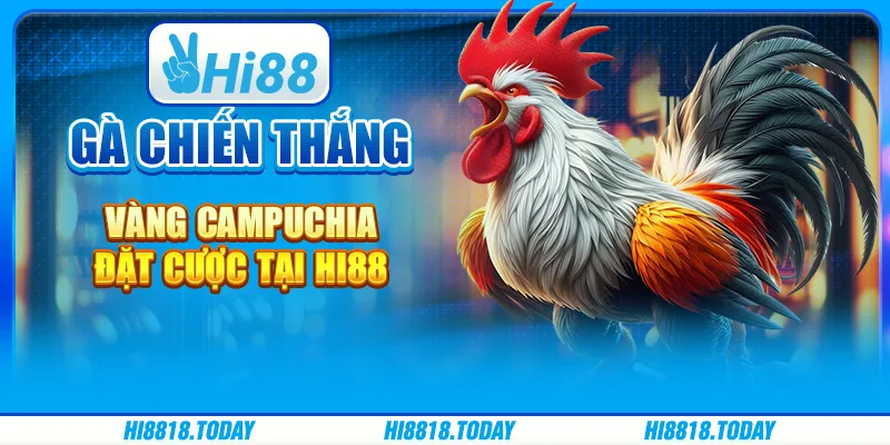 Gà Chiến Thắng Vàng Campuchia – Đặt Cược Tại Hi88