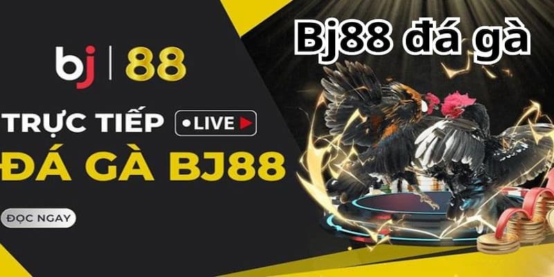 Khám phá đá gà trực tiếp Campuchia BJ 88