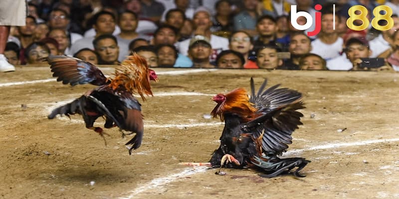 Vì sao người chơi nên tham gia vào đá gà trực tiếp