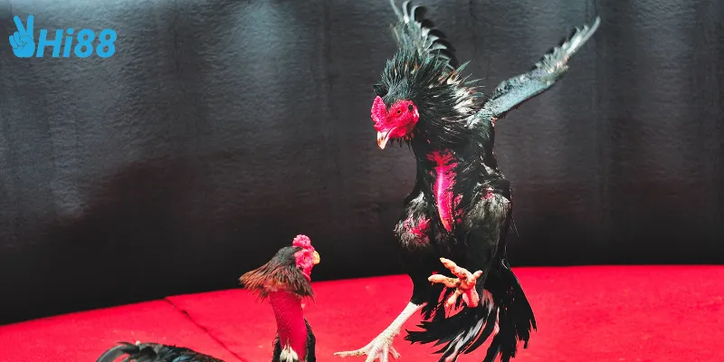 Các loại cược phổ biến trong đấu trường gà chọi