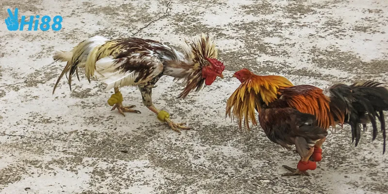 Cách chọn gà chiến thắng nhanh