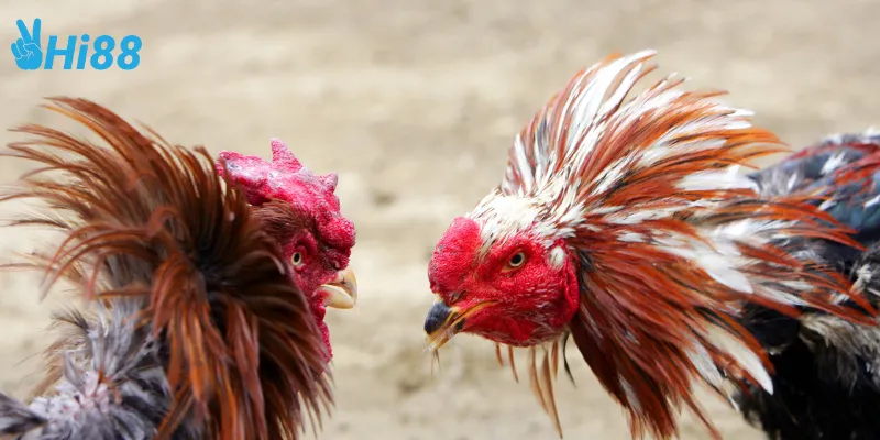 Cách tham gia đá gà cựa dao thomo đặc biệt