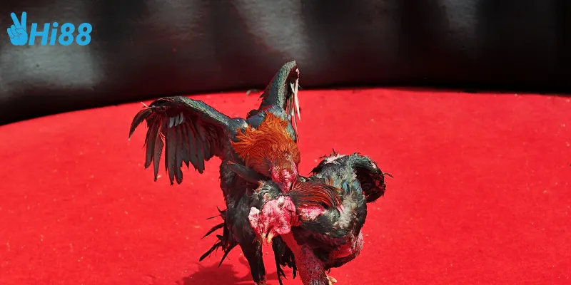 Chiến lược chơi đá gà sinh tử