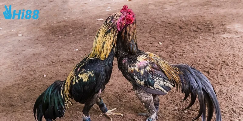 Chiến thuật đá gà cựa dao thomo đặc biệt