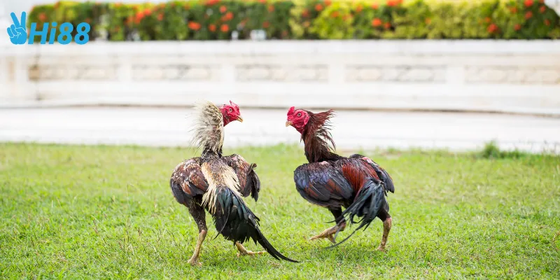 Chiến thuật trong đá gà vua sân cỏ