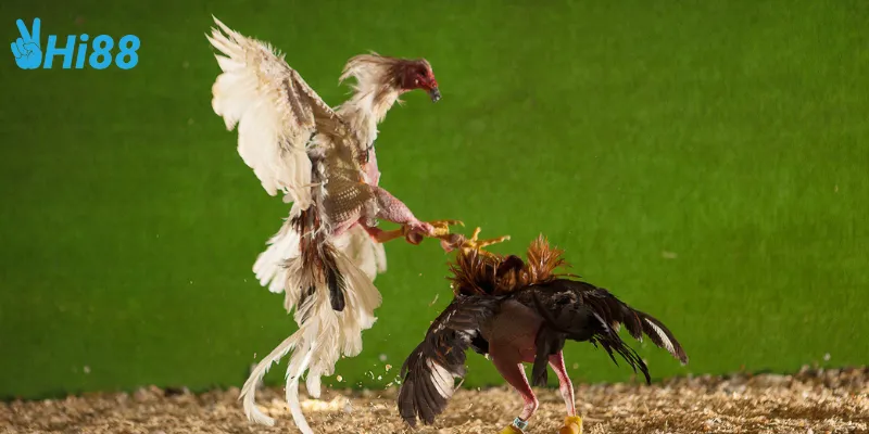 Cược siêu lớn của các trận đấu gà tiền tỷ Campuchia