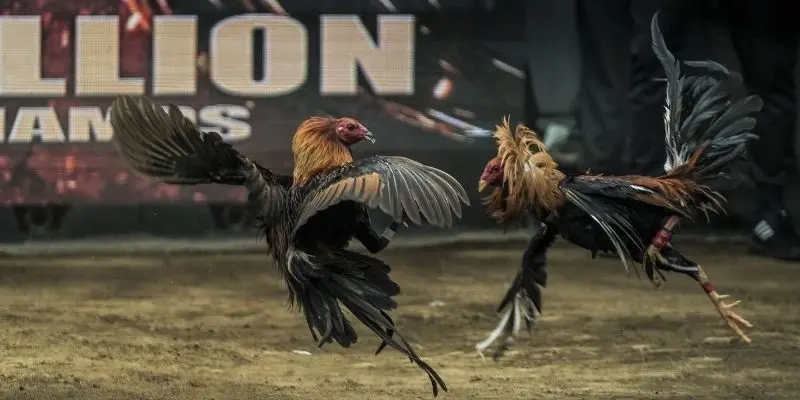 Các loại gà phổ biến trong hình thức đá gà Philippines