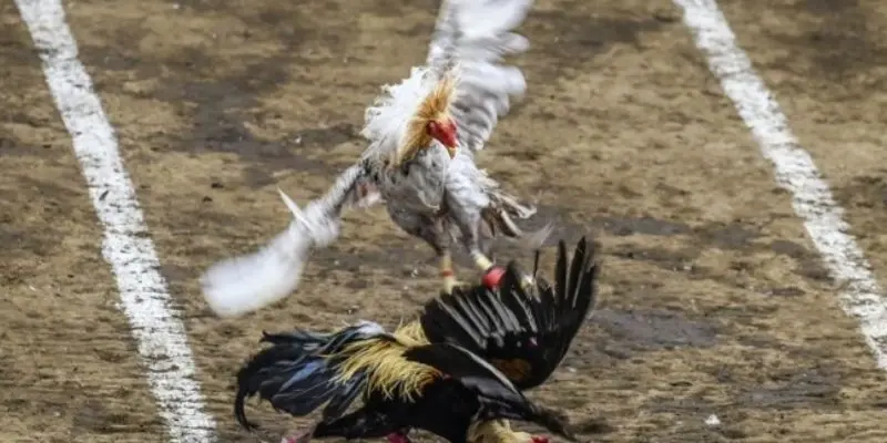 Các kỹ thuật đá gà philippines và chiến lược thắng lớn