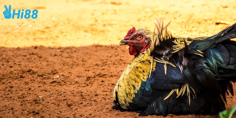 Đặc điểm của đá gà tre nhanh