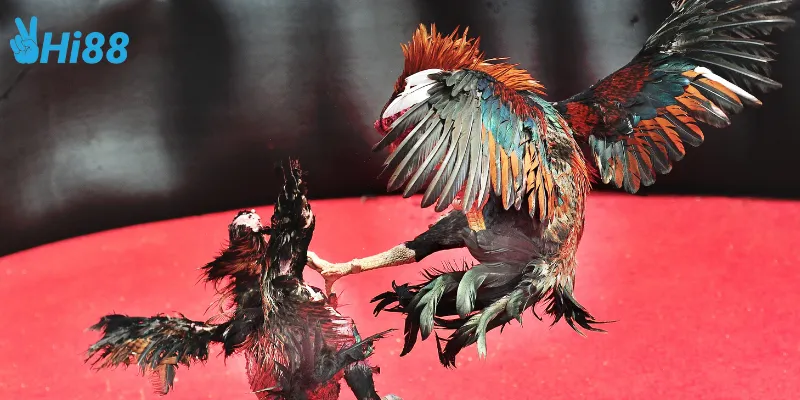 Đặc điểm của đấu trường gà chọi