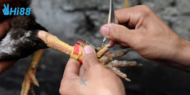 Điểm nổi bật của đá gà cựa dao Thomo đặc biệt